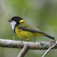 Golden Whistler